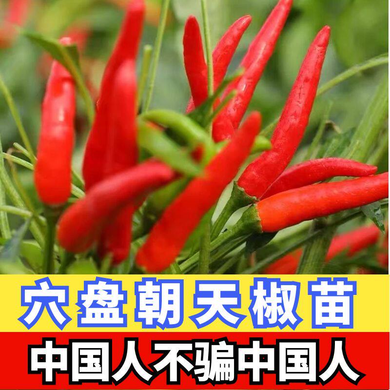 四季朝天椒苗秧新鲜冬辣线