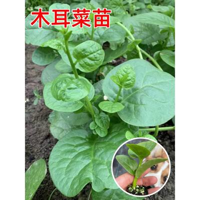 大叶木耳菜苗爬藤青秧四季