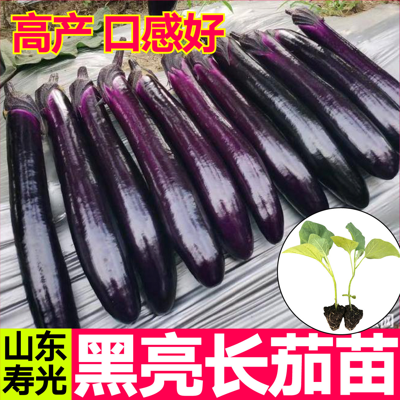 山东寿光黑亮长茄秧苗带土