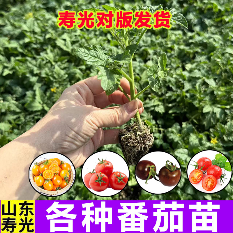 寿光沙瓤大黄柿子苗秧带土