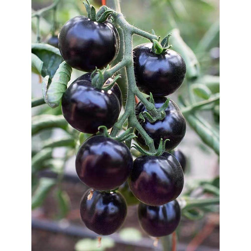 番茄秧苗阳台盆栽黑骑士小