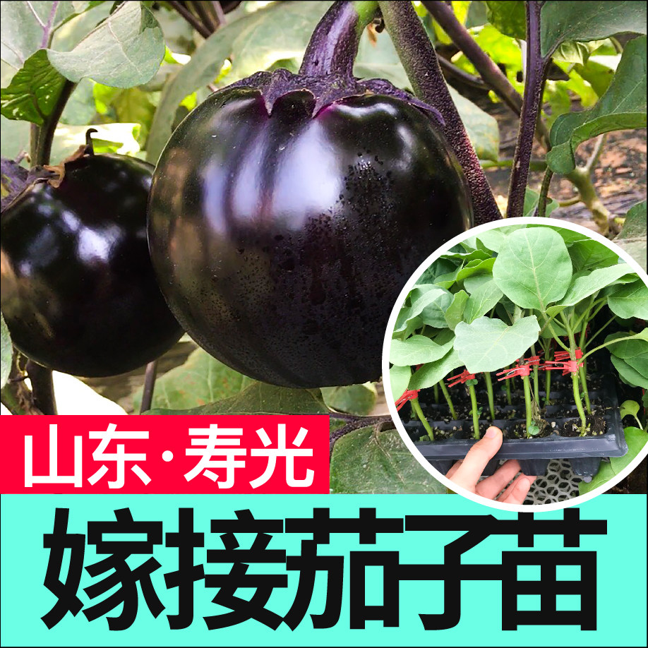 寿光嫁接茄子苗秧种带土长