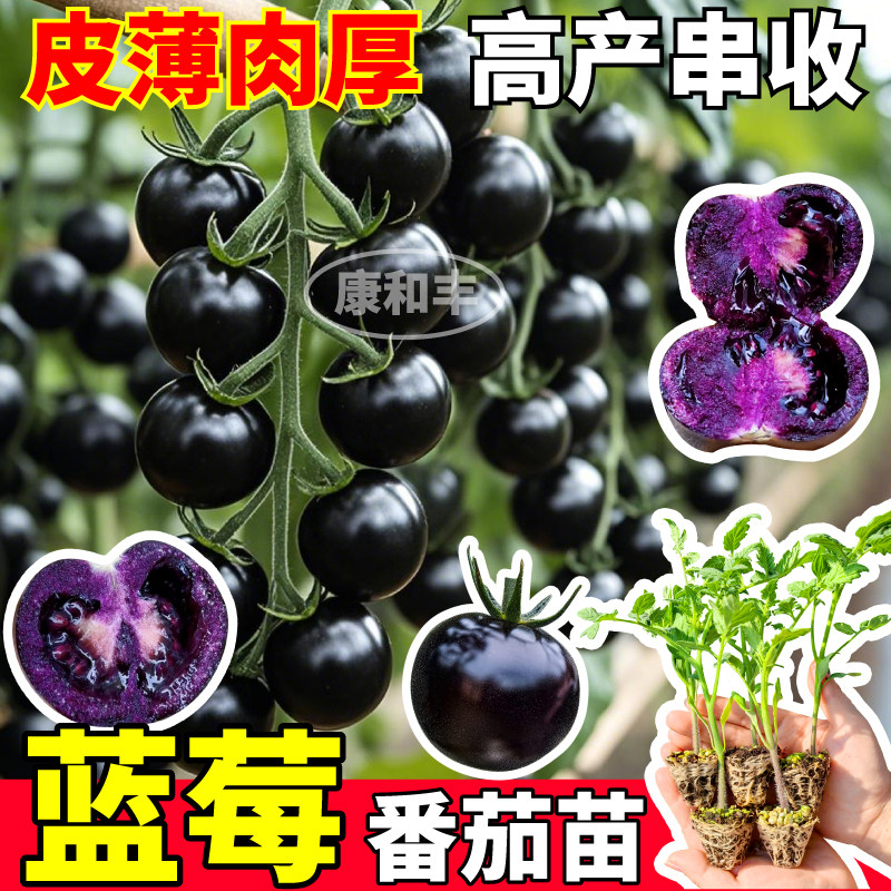 蓝莓番茄苗秧高产串收寿光