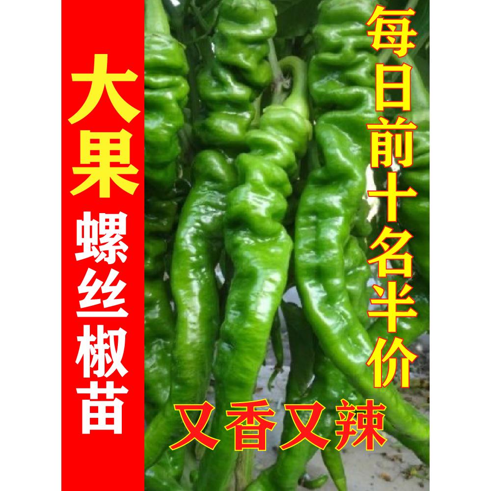 【螺丝椒苗】香辣高产陇青
