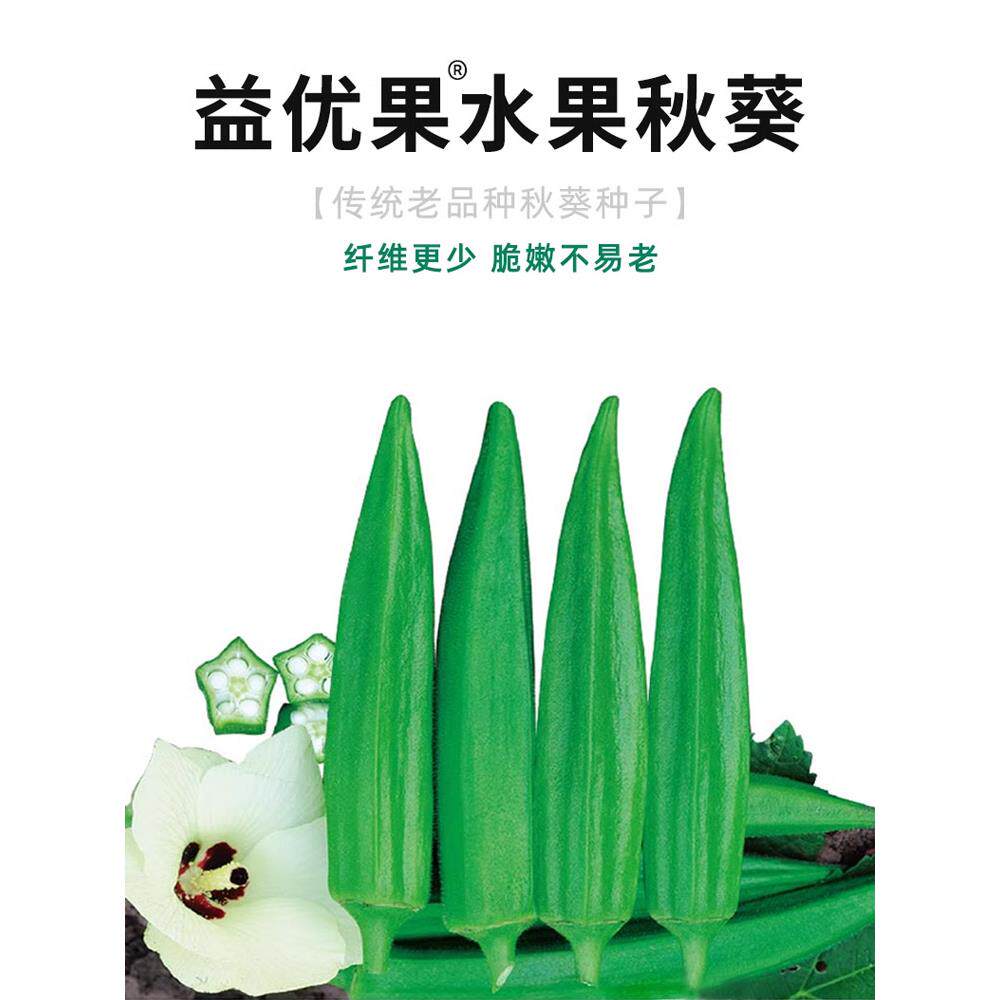 水果秋葵种子苗蔬菜籽孑春