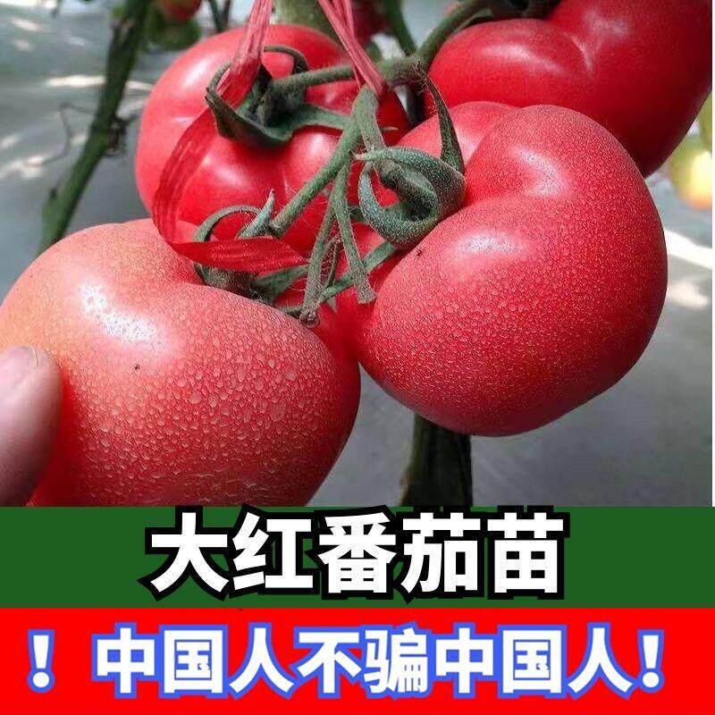 大红番茄苗子樱桃小圣女果