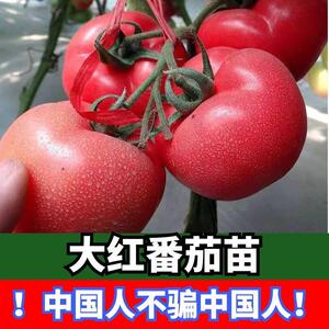 大红番茄苗子樱桃小圣女果