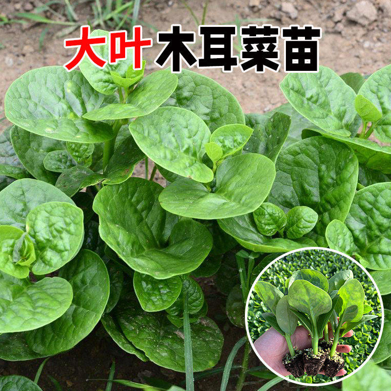 大叶木耳菜苗子籽吧藤蔬胭