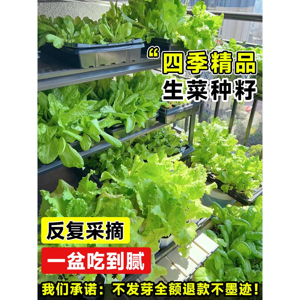 奶油生菜种子蔬秧苗籽秋冬