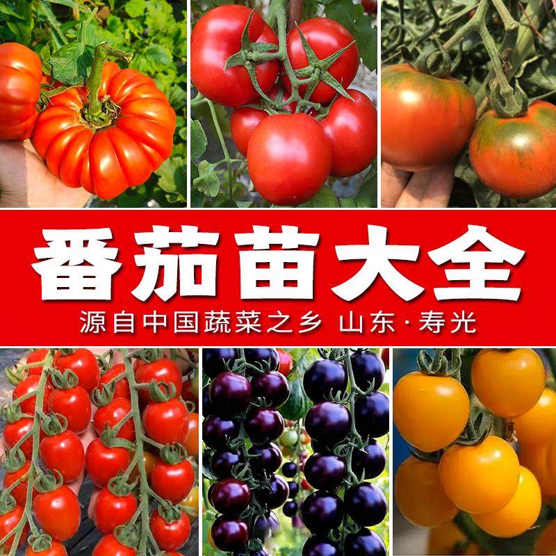 番茄蔬菜苗大全粉千禧圣女