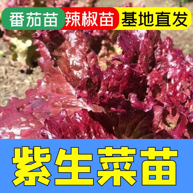 四季紫生菜秧苗苗子四季蔬菜秧苗