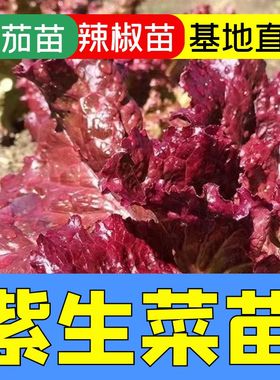 紫生菜秧苗盆栽四季紫叶生菜苗子四季紫色生菜秧苗阳台红叶生菜苗