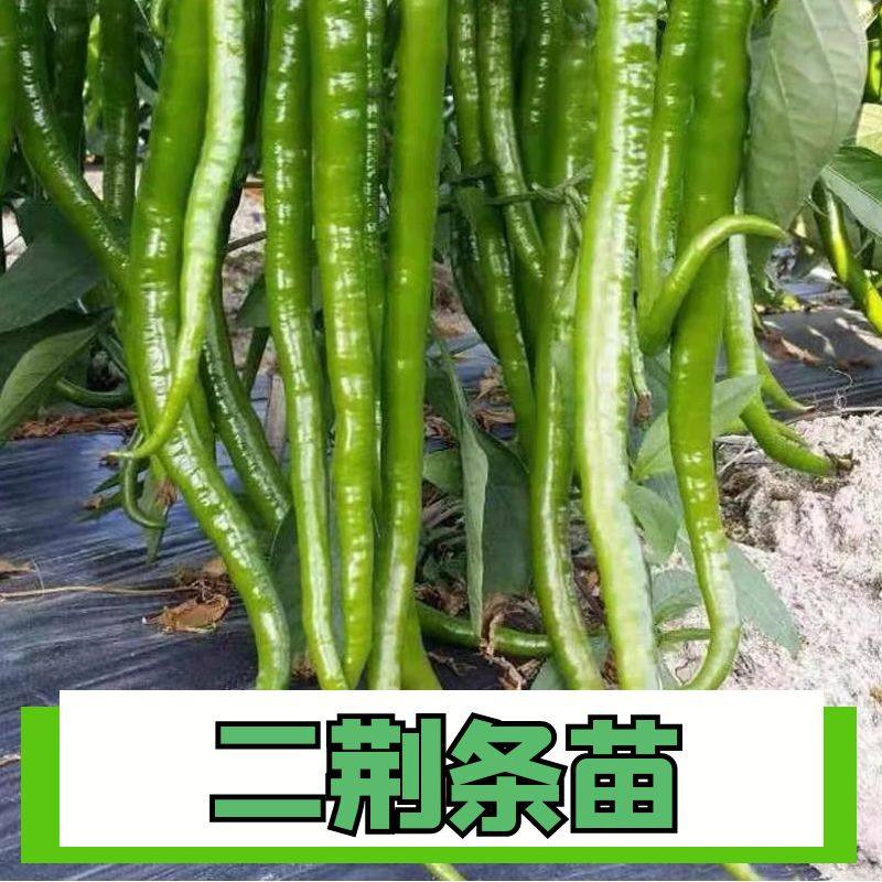 线椒二荆条辣椒苗巨辣四季可种