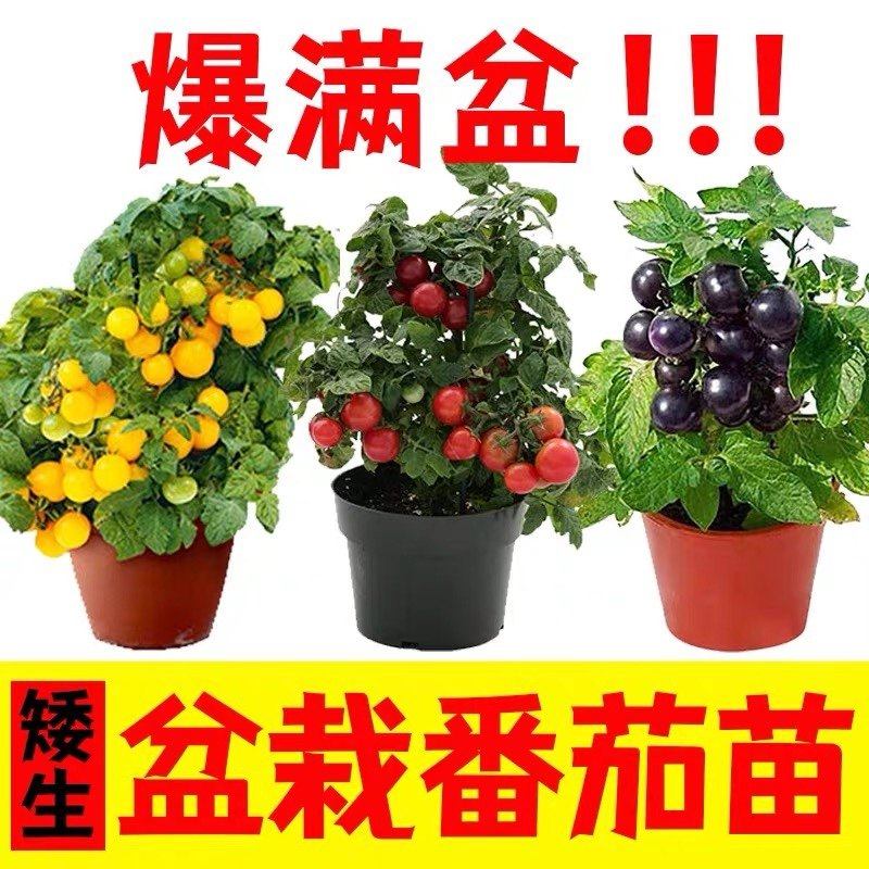 盆栽番茄红黄黑矮生甜心8