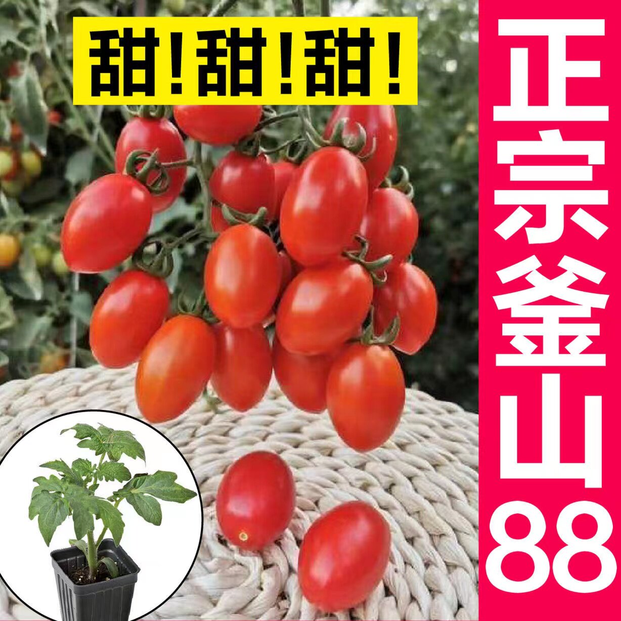 正宗釜山88圣女果番茄苗秧
