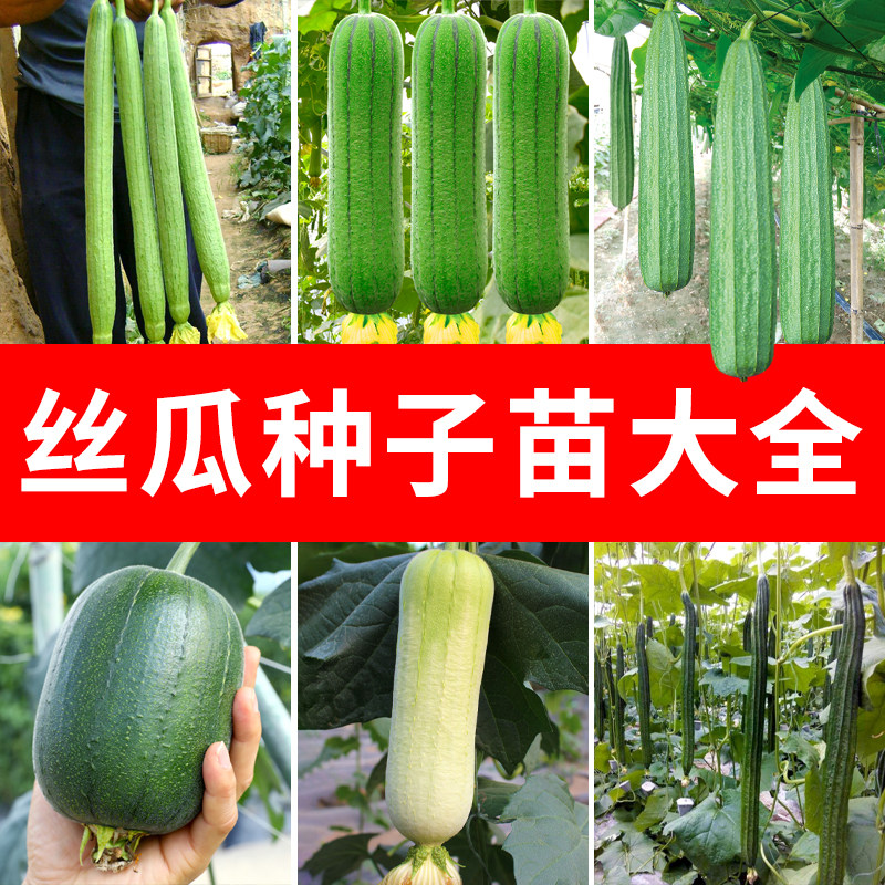 丝瓜种籽孑高产肉子苗蔬菜