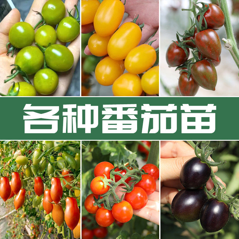 圣女果千禧小番茄苗秧四季
