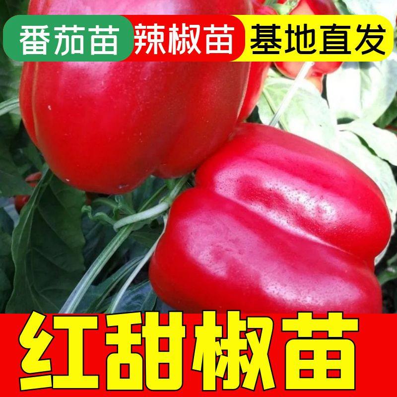 红色彩椒苗绿色甜椒红色甜椒苗子辣椒秧苗阳台秧苗四季菜椒灯笼椒