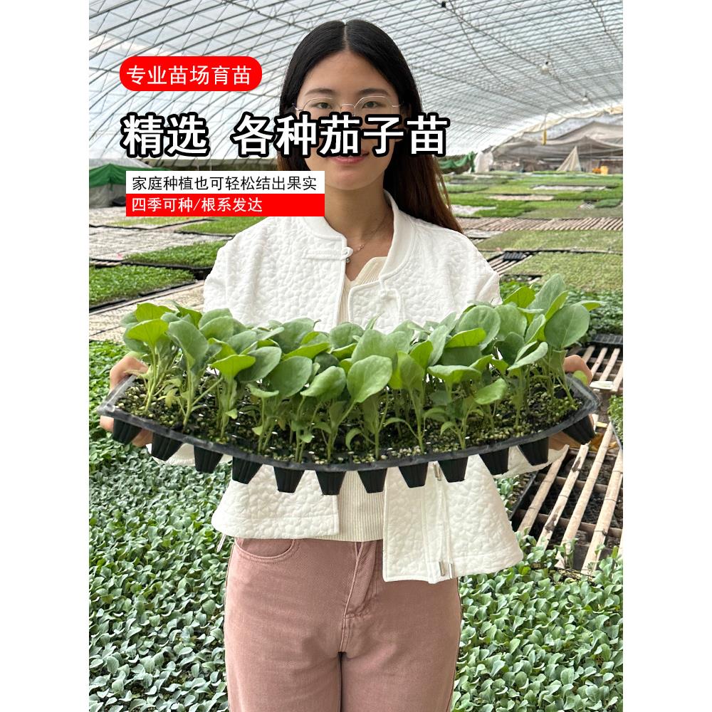 各种茄子苗大规格龙长嫁接