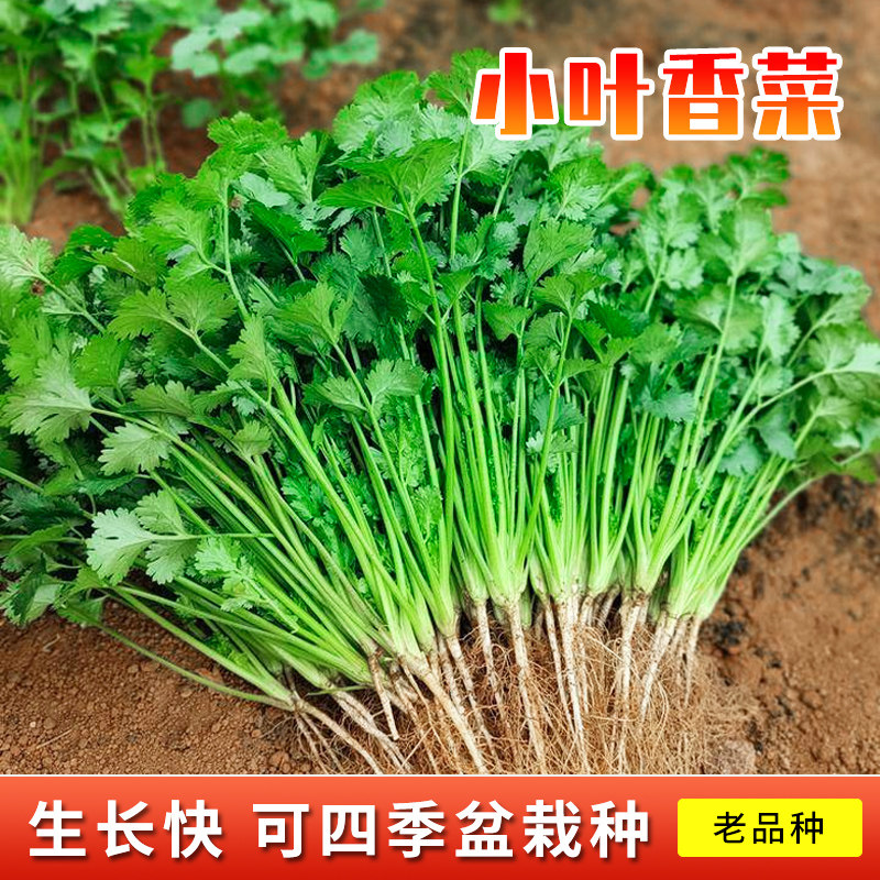 农家小叶香菜四季种子苗盆