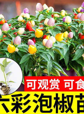 五彩椒泡种子七辣水果四季