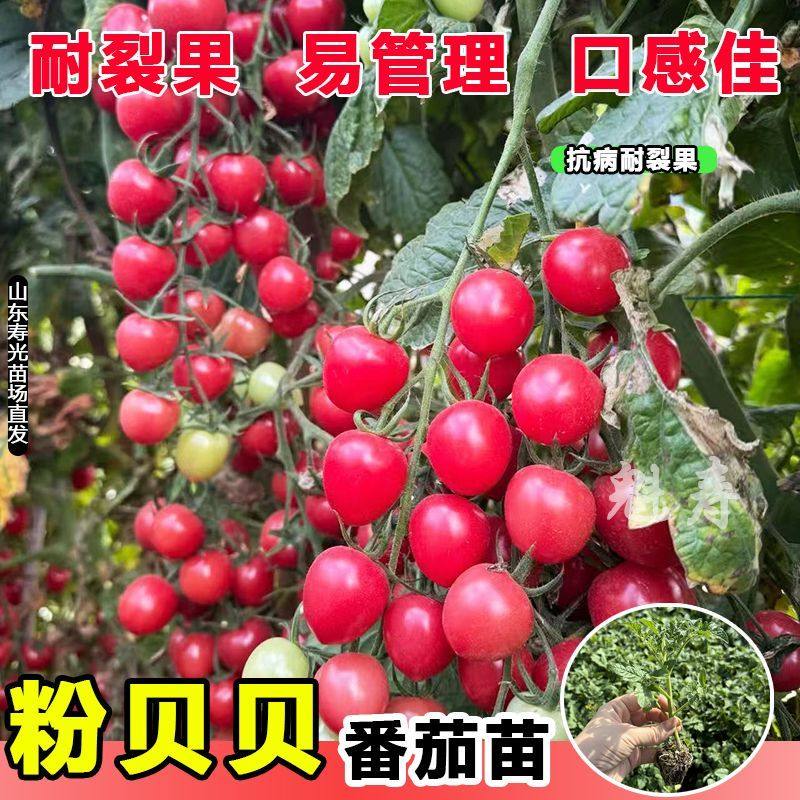 山东寿光粉贝番茄苗秧高产