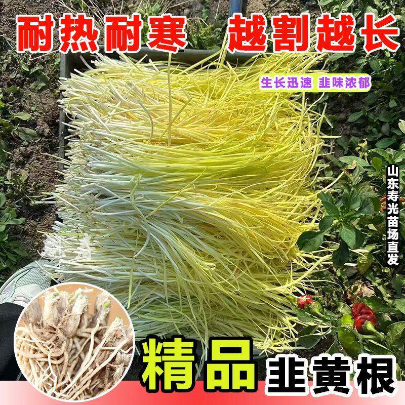韭黄根寿光红菜四季新鲜蔬