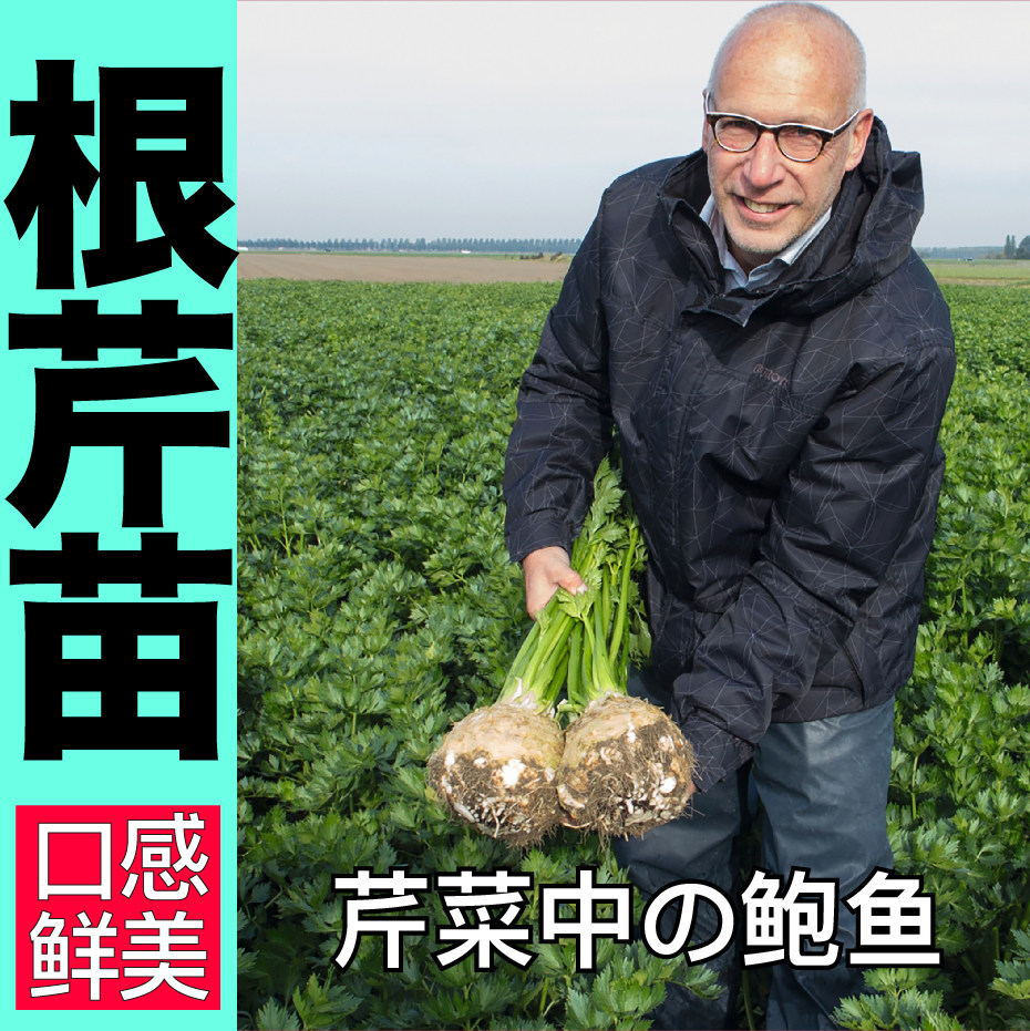 寿光超好吃进口根芹苗秧种