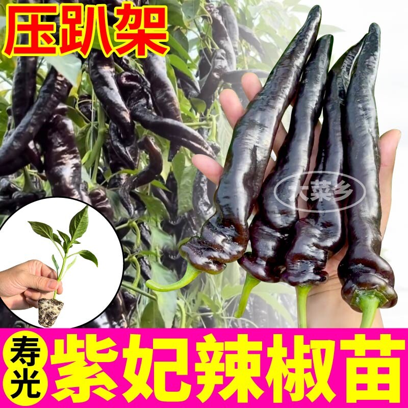 寿光紫妃辣椒苗秧螺丝高产