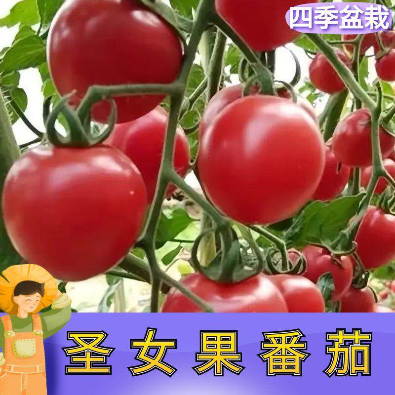 山东寿光真甜圣女果樱桃番茄苗秧种籽西红柿高产串收四季苗