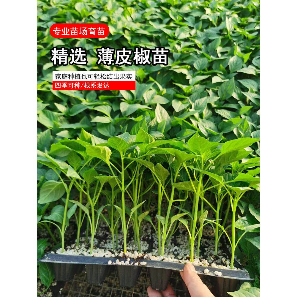 薄皮辣椒苗秧高产皱青超麻