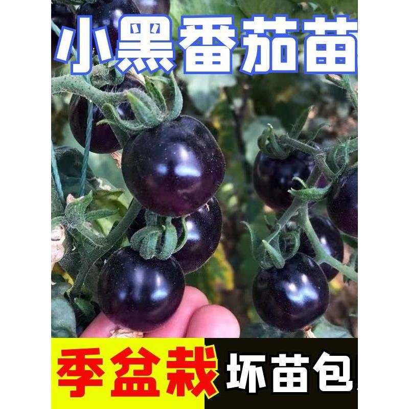 黑骑士樱桃番茄秧苗四季西