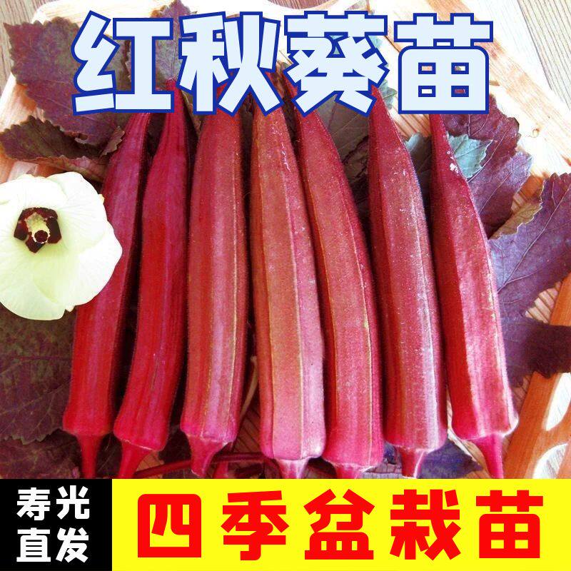 红秋葵秧苗红秋葵苗水果秋葵秧苗嫩滑四季蔬菜庭院大面积高产包邮