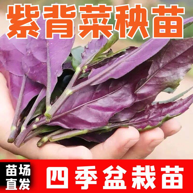 高产紫背菜秧苗补血菜观音菜苗子