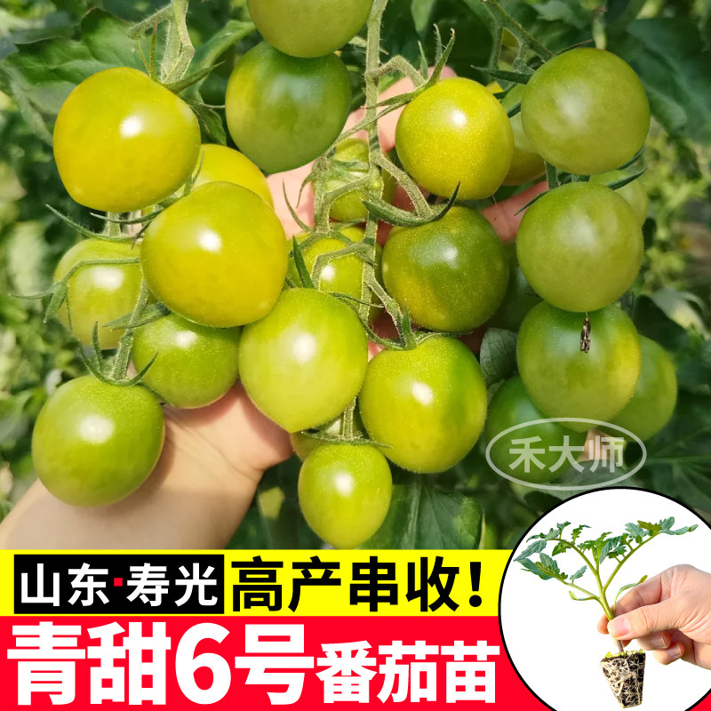 寿光青甜6号番茄苗秧四季