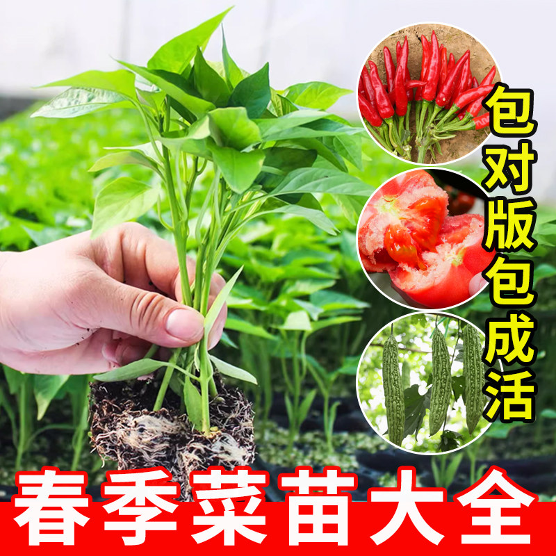 春季蔬菜苗广东番茄各种秧