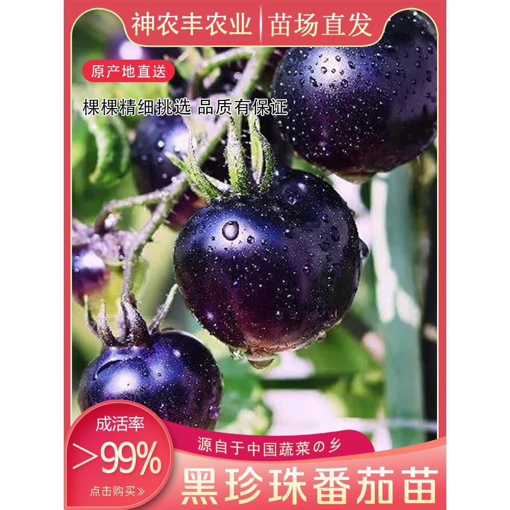 黑珍珠樱桃番茄骑士种苗四