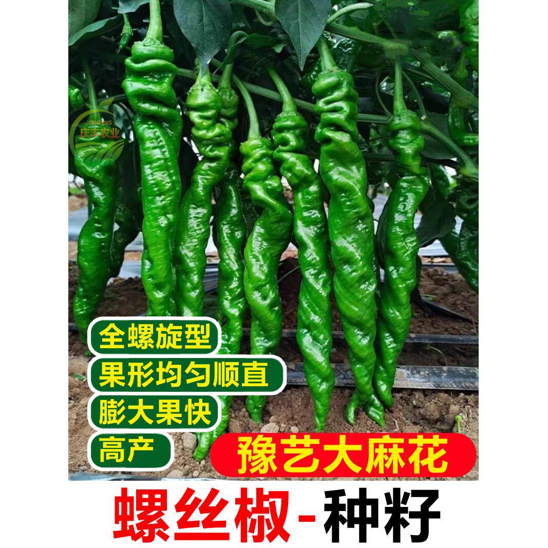 正宗螺丝椒辣苗豫艺大麻花