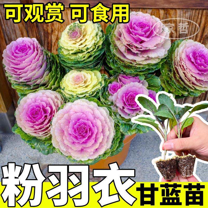 耐寒粉羽衣甘兰苗四季蓝大