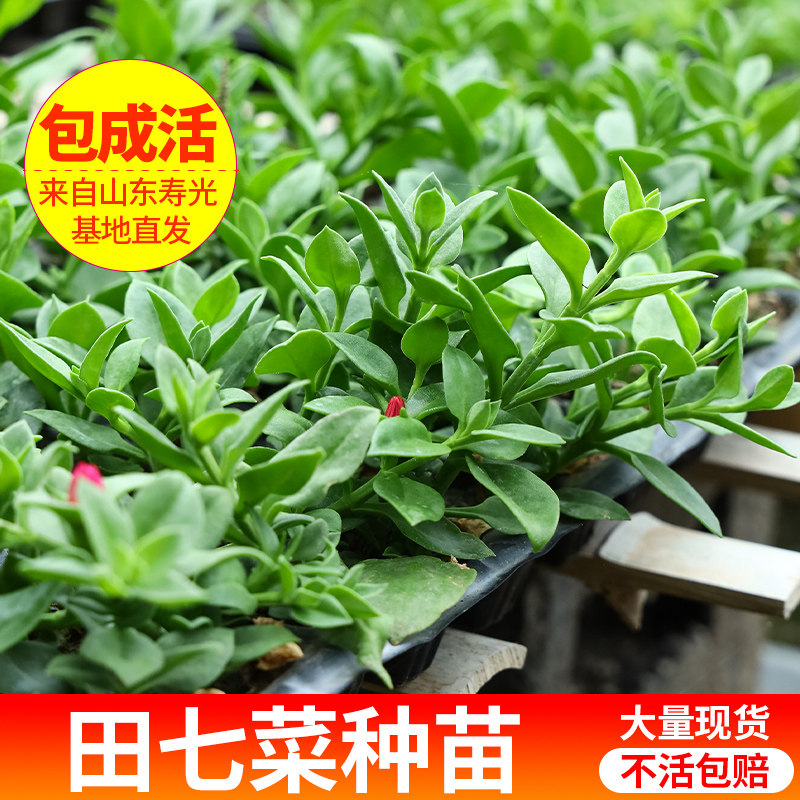 可食用田七菜种苗子牡丹吊