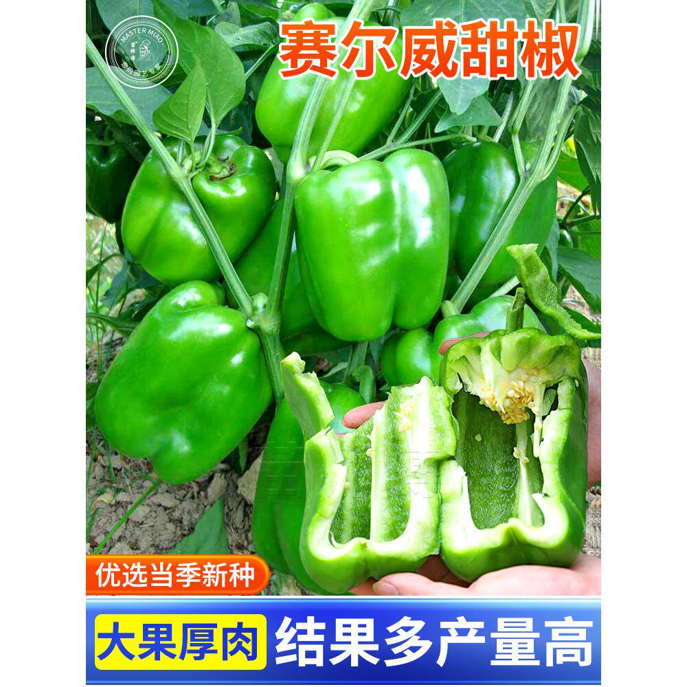甜椒种子籽辣方青红黄色彩
