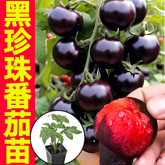 寿光超甜黑珍珠糖水炸弹番