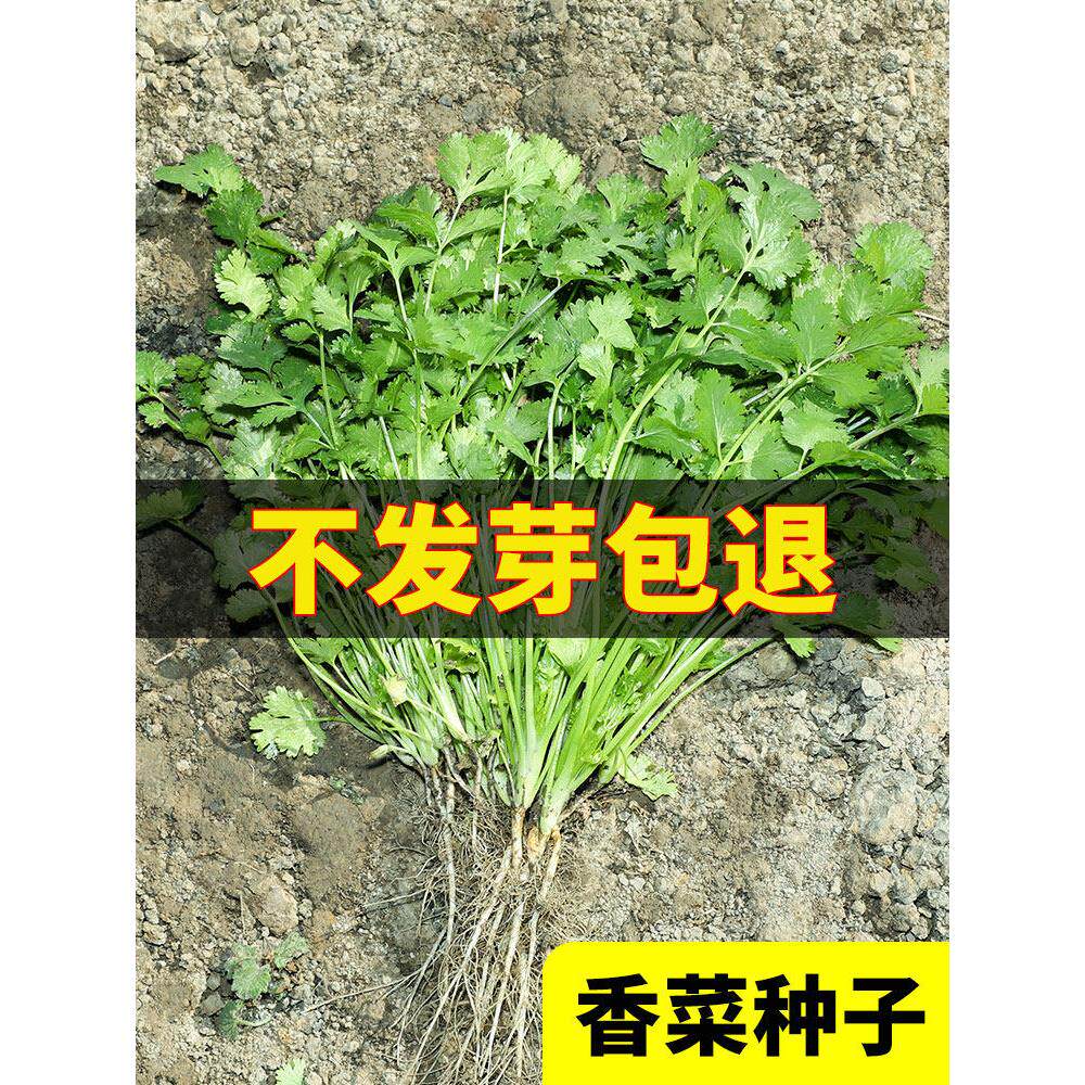 农家小叶香菜种子苗四季秋