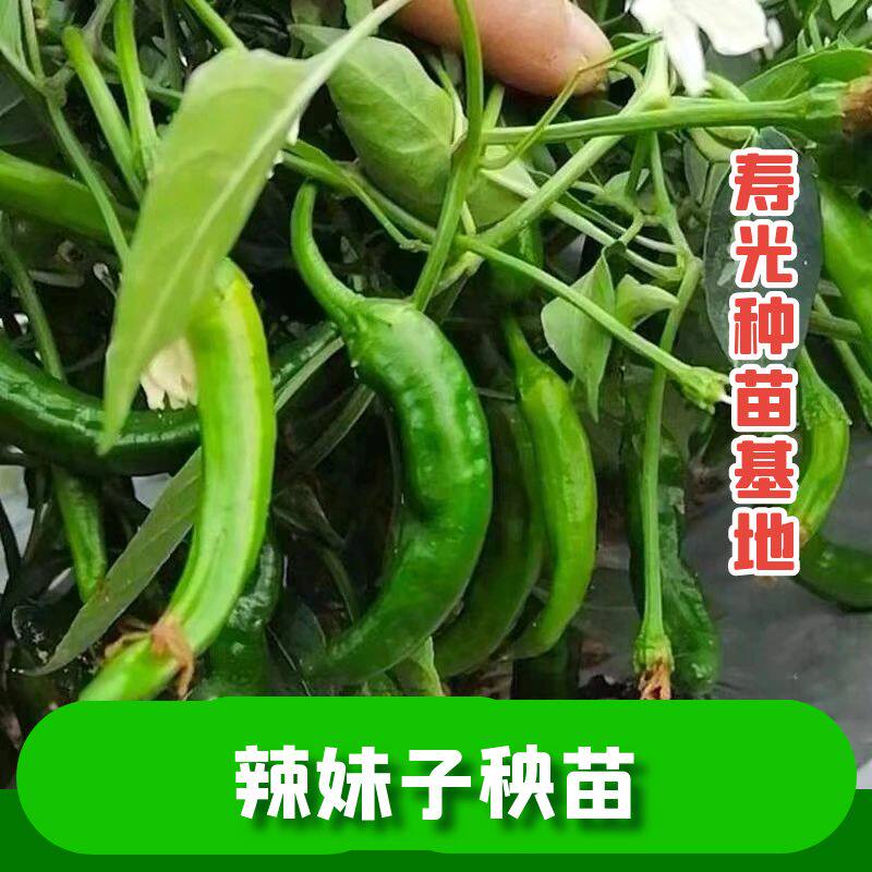 超辣辣妹子苗子四季盆栽秧苗