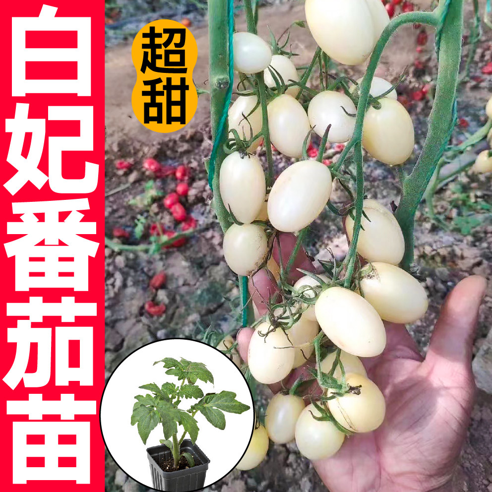 白妃番茄苗秧带土球四季春