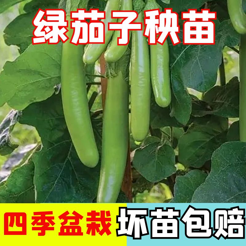 高产绿长茄秧苗四季正宗秧苗