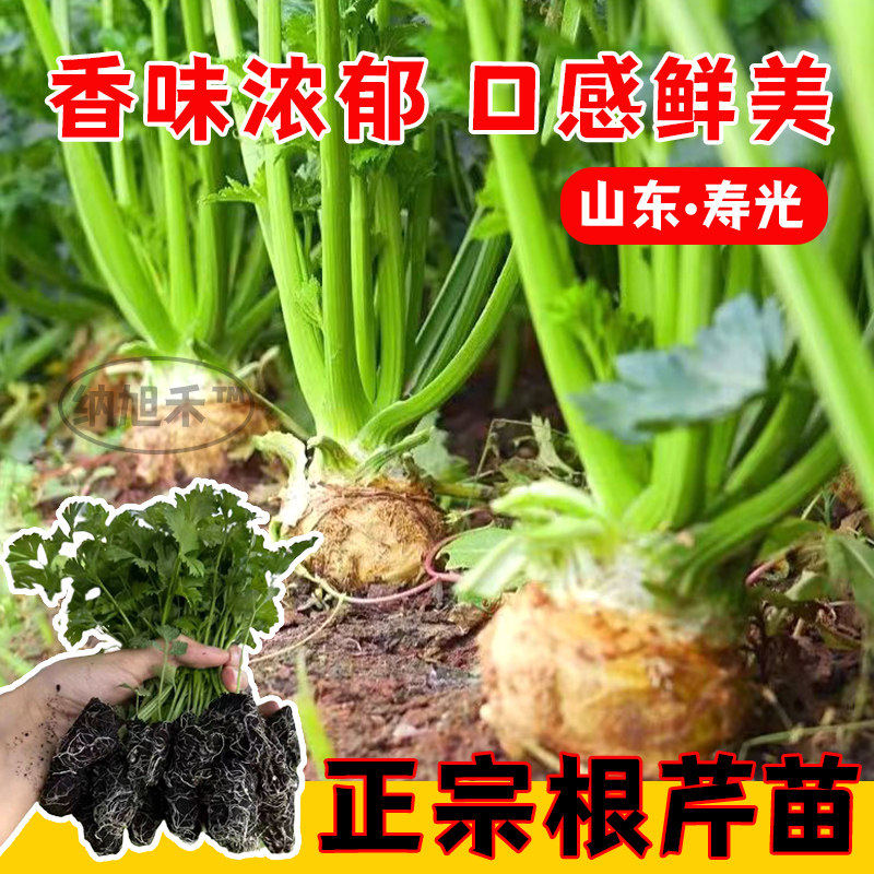 正宗地中海根芹苗秧四季盆