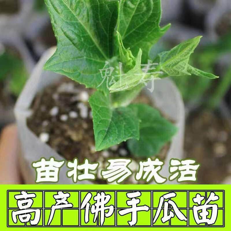 高产佛手瓜种苗春季夏植阳