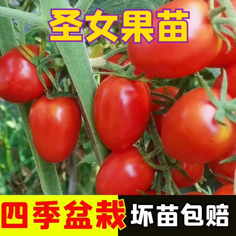 千禧秧苗千禧苗子四季盆栽阳台