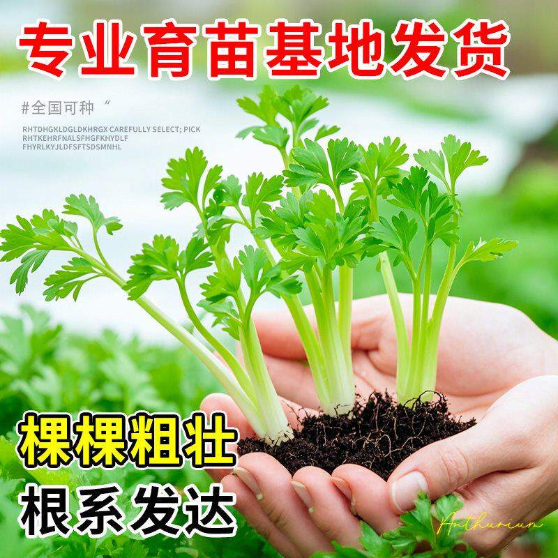 四季小香芹菜苗室内阳台耐